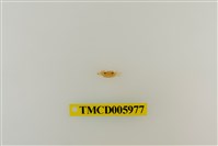 藏品(拉氏清溪蟹)的圖片